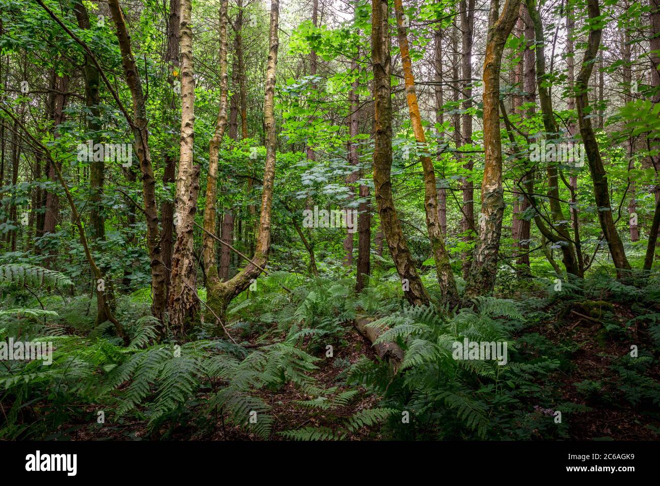 Birken und Buchen im Sommer Wald, Blidworth Woods, Nottinghamshire, England, Großbritannien Stockfoto