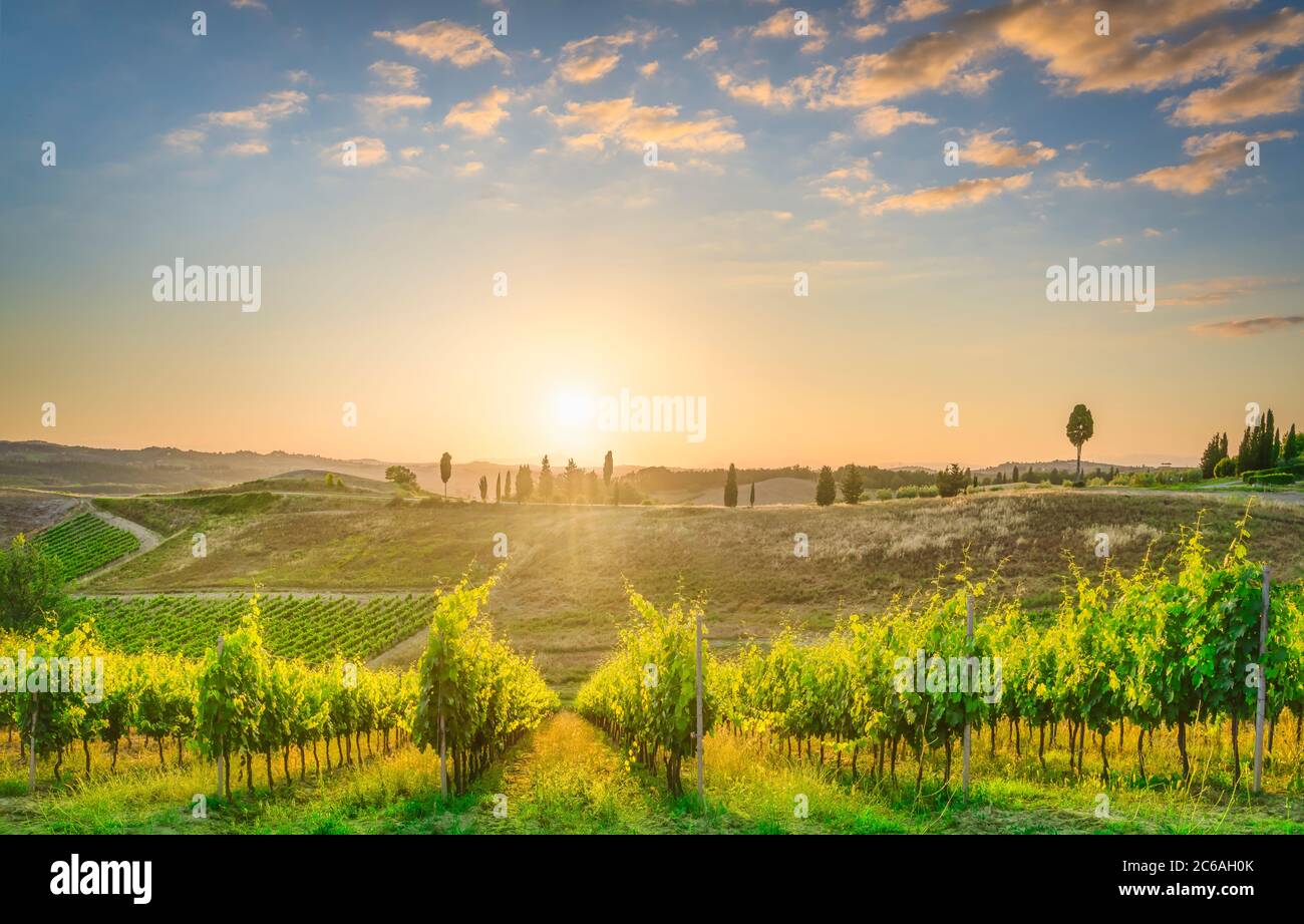 Certaldo Landschaft, Weinberge und Bäume bei Sonnenuntergang. Florenz, Toskana, Italien. Stockfoto