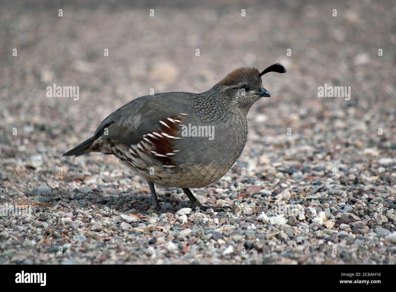 Gambels Wachtel weiblich auf Campingplatz in Organ Pipe Cactus National Monument, Arizona, USA Stockfoto