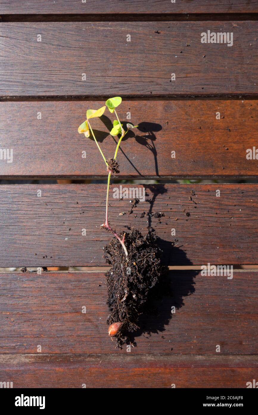 Junge Pflanze mit Wurzelballen Stockfoto