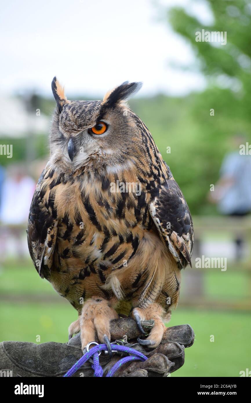 Eurasische Adlereule auf einem Handschuh Stockfoto