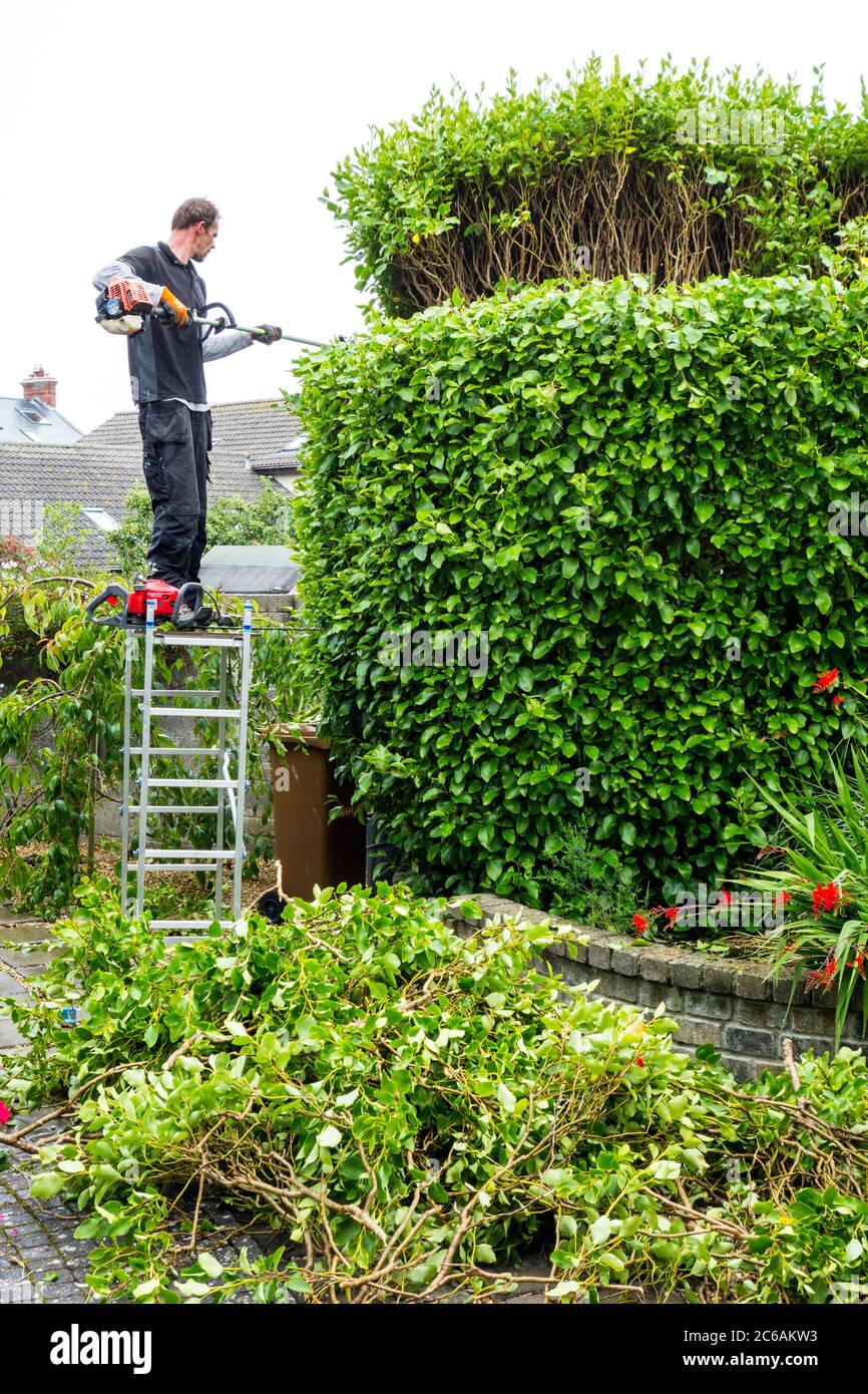 Gärtner schneiden einen großen griselenia Strauch zurück Stockfoto