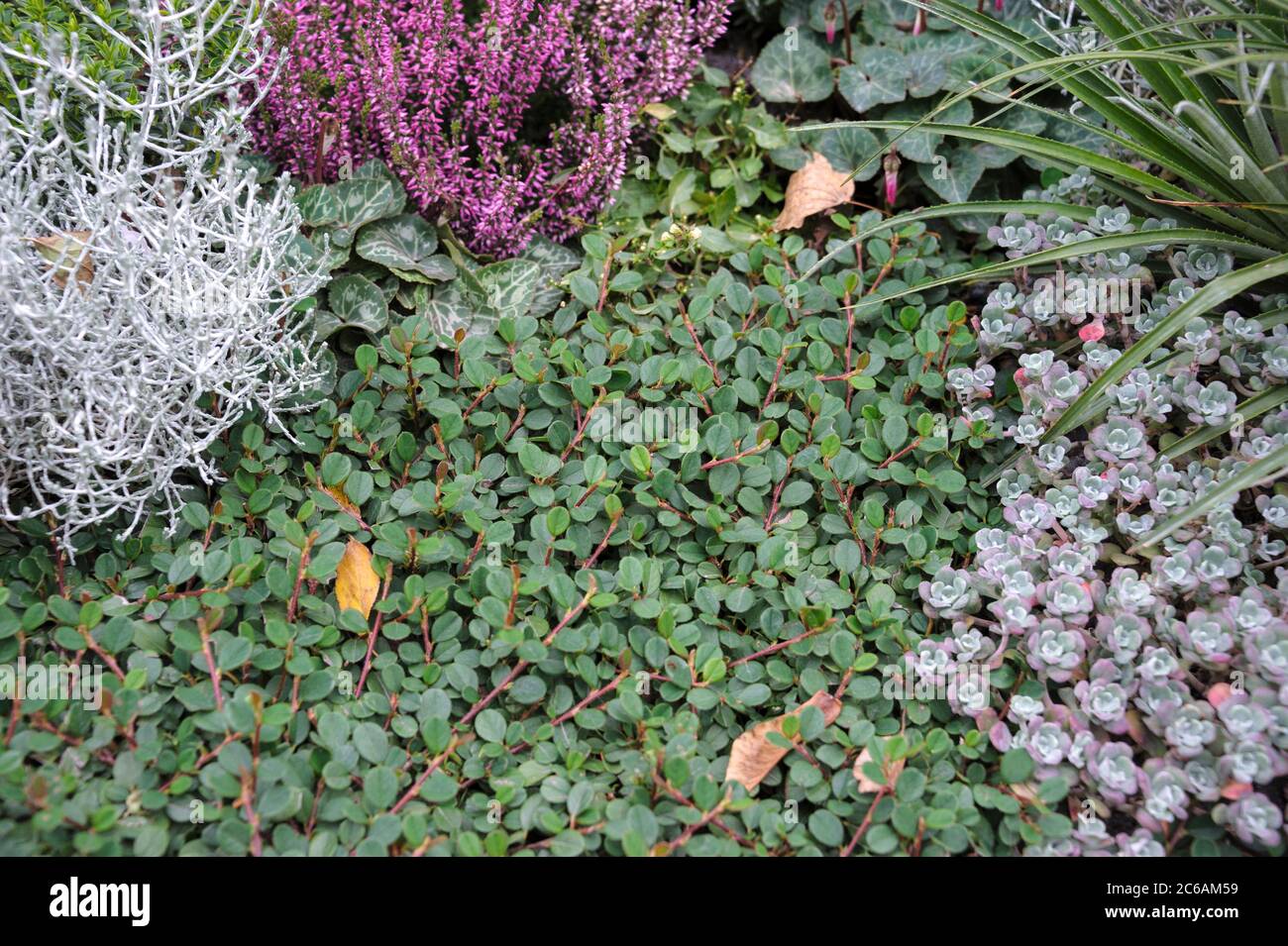 Teppich-Zwergmispel Cotoneaster dammeri Evergreen Stockfoto