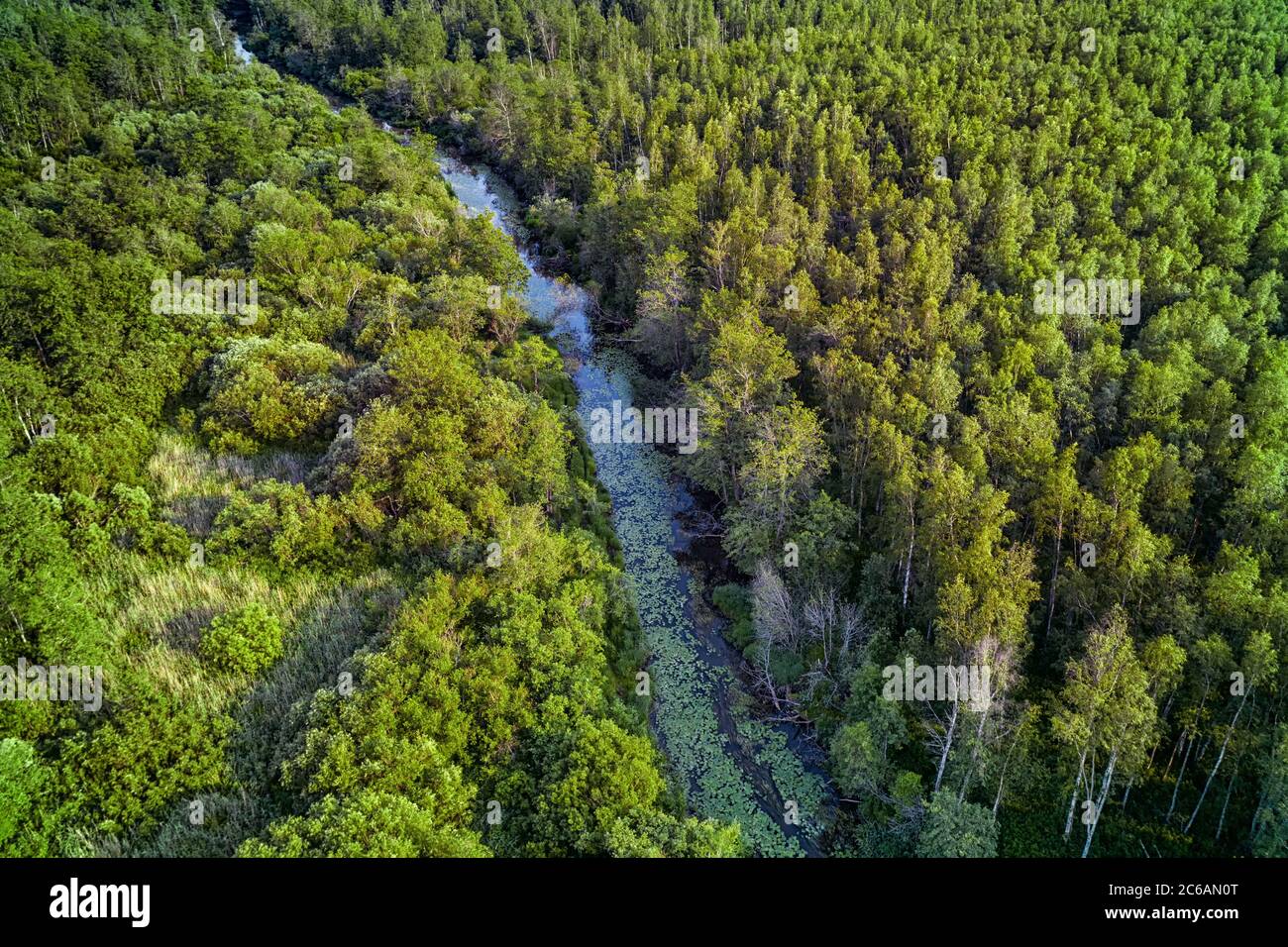 Tiefgrüner Wald mit kleinem Fluss. Natürliche Parklandschaft Stockfoto