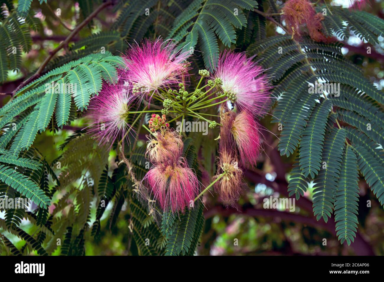 Schöne blühende duftende Blumen Albicija ziehen Insekten und Wanderer Menschen. Stockfoto