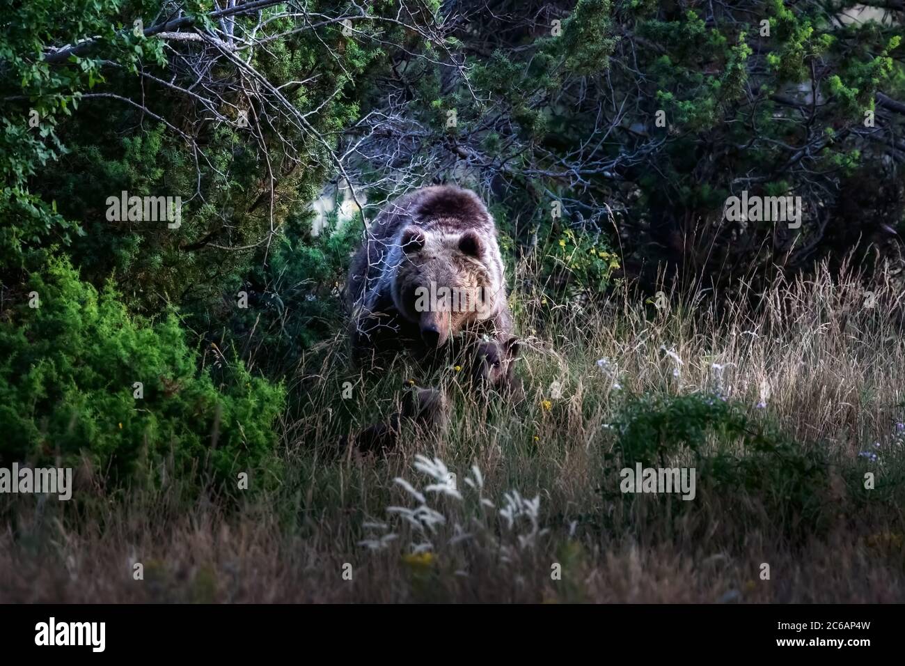 Marsikanbär, eine typische Art Mittelitaliens. Eine Mutter Bär mit ihren Jungen Spaziergänge in der Vegetation in seinem natürlichen Lebensraum, in der Region Abruzzen Stockfoto