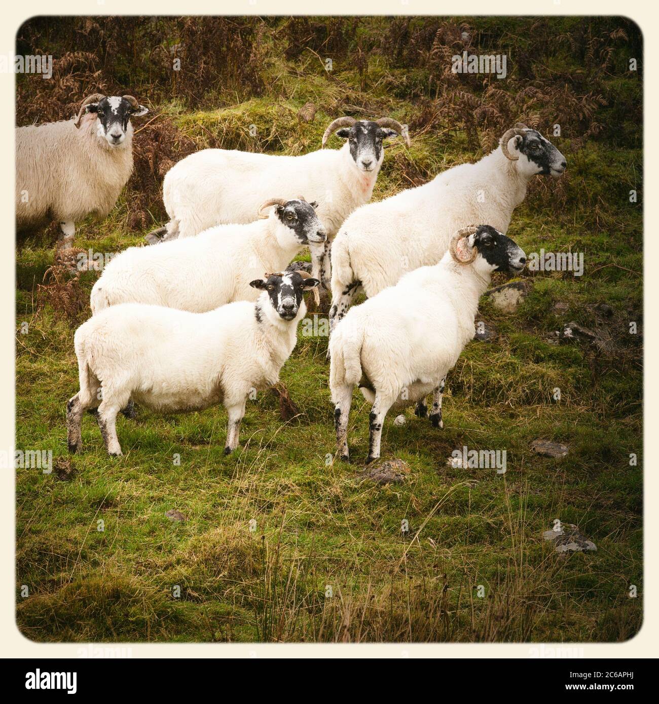 Schwarz gesichtige Schafe in den schottischen Highlands. Gefiltert, um wie ein veraltertes Sofortfoto zu aussehen. Stockfoto