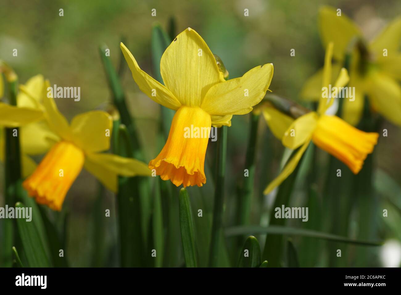 Narcissus cyclamineus tete a tete Fotos und Bildmaterial in hoher