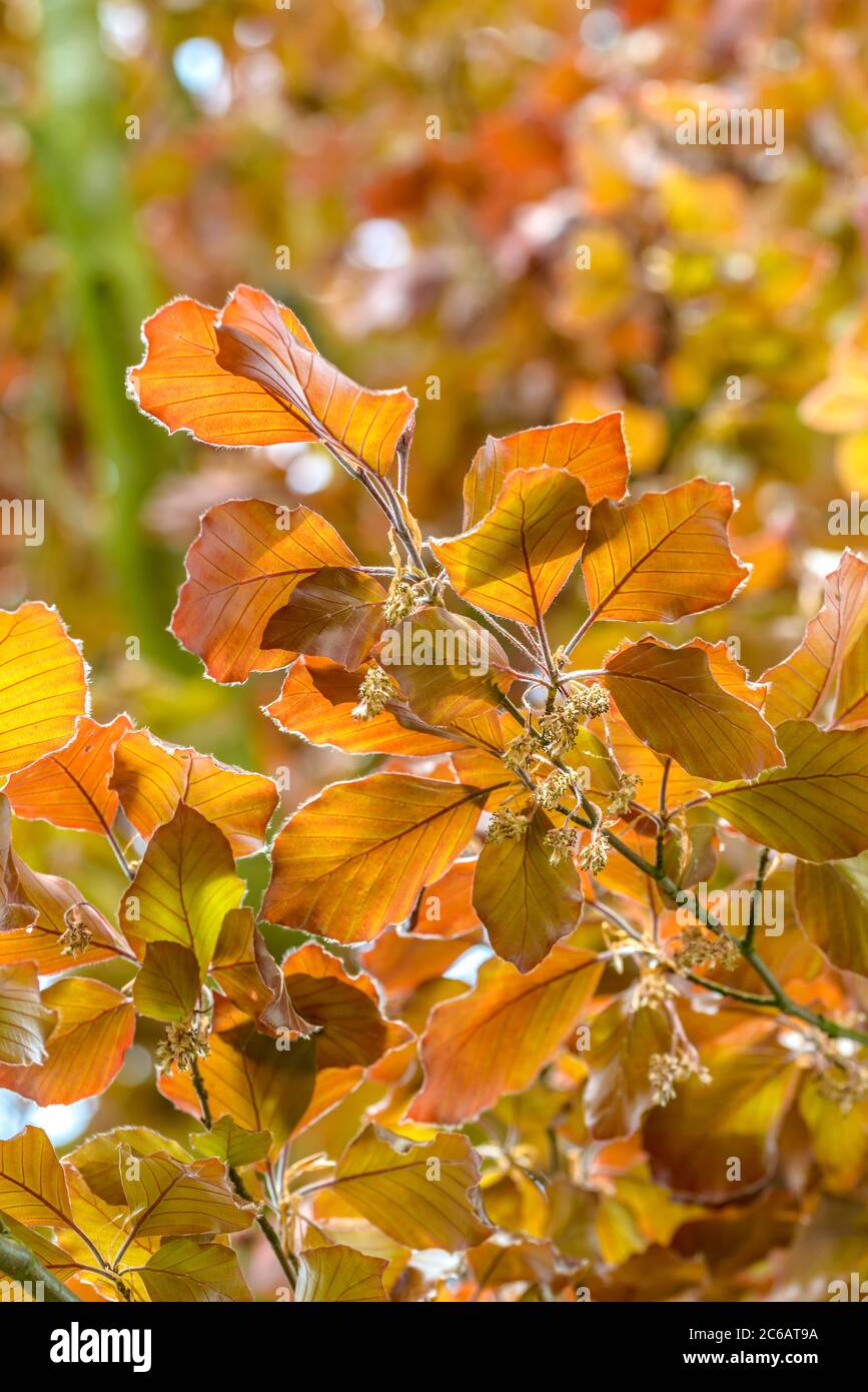 Blut-Buche Fagus sylvatica Atropunicea Stockfoto