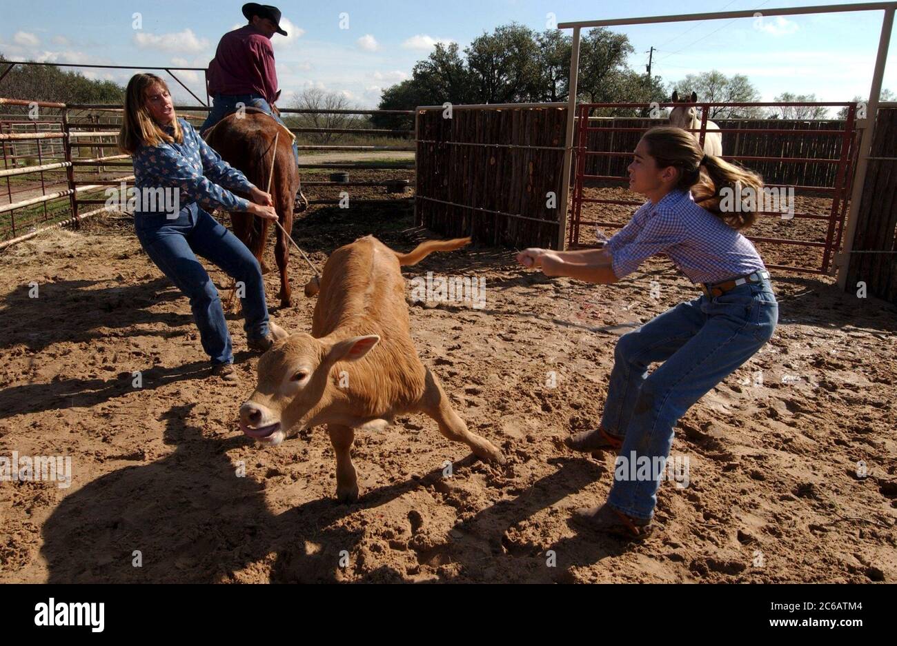 Rinder kastrieren -Fotos und -Bildmaterial in hoher Auflösung – Alamy