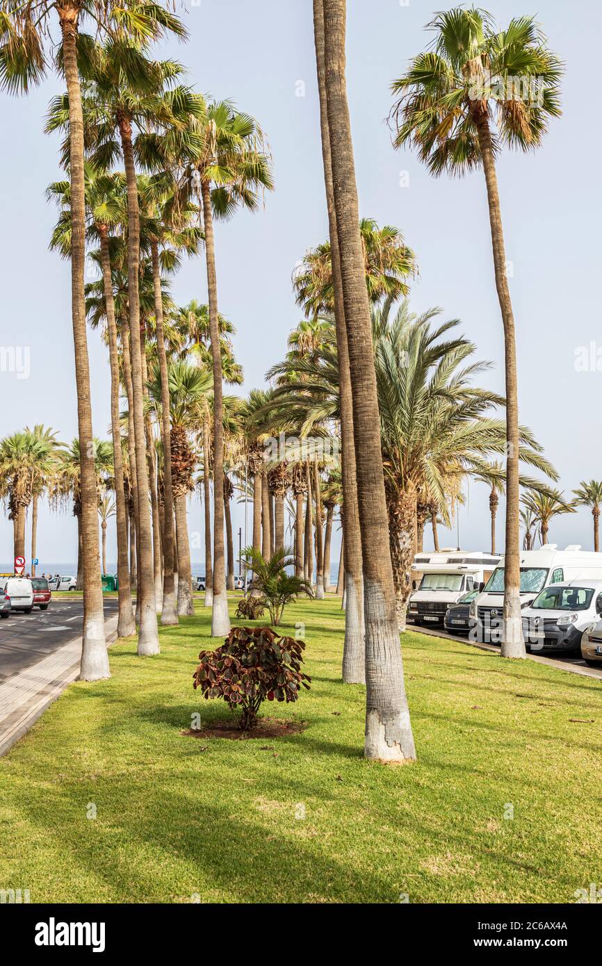 Palmen entlang der Parkplatzfläche an der Strandpromenade von Playa Hondo, Playa de Las Americas, Teneriffa, Kanarische Inseln, Spanien Stockfoto