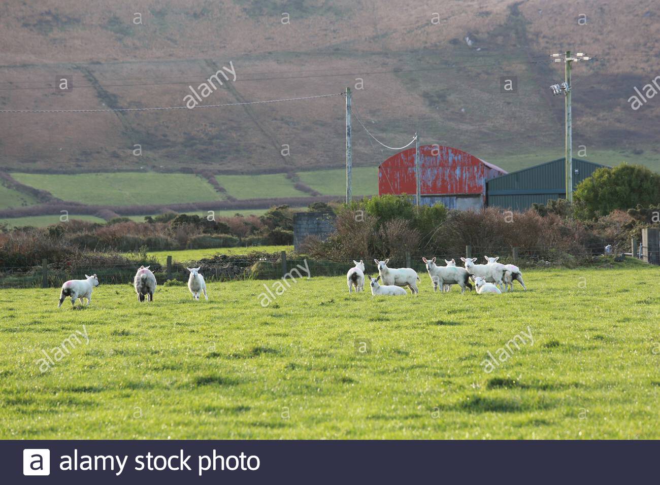 Irische Schafe und Lämmer auf einem Feld in West Kerry entlang der Wild Atlantic Way. Stockfoto