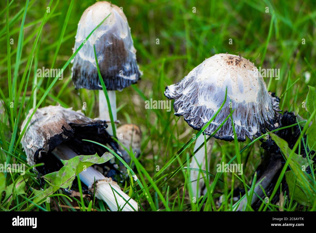 Giftige Pilze blassen im grünen Gras einen Zehenstool. Stockfoto