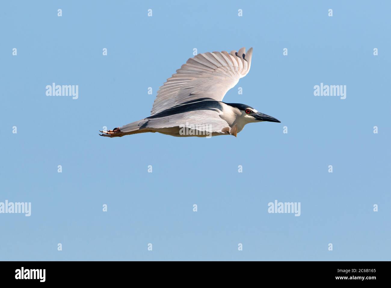 Schwarz-gekrönter Nachtreiher, der mit offenen Flügeln in einem wolkenlosen blauen Himmel fliegt. Stockfoto