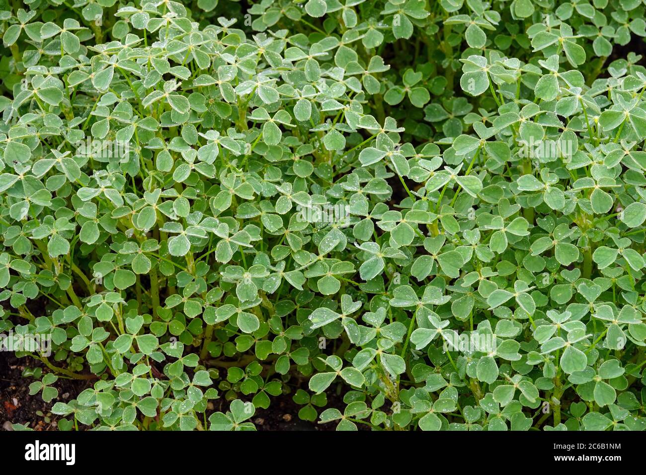 Oxalis tuberosa Yellow oka Growing Stockfoto