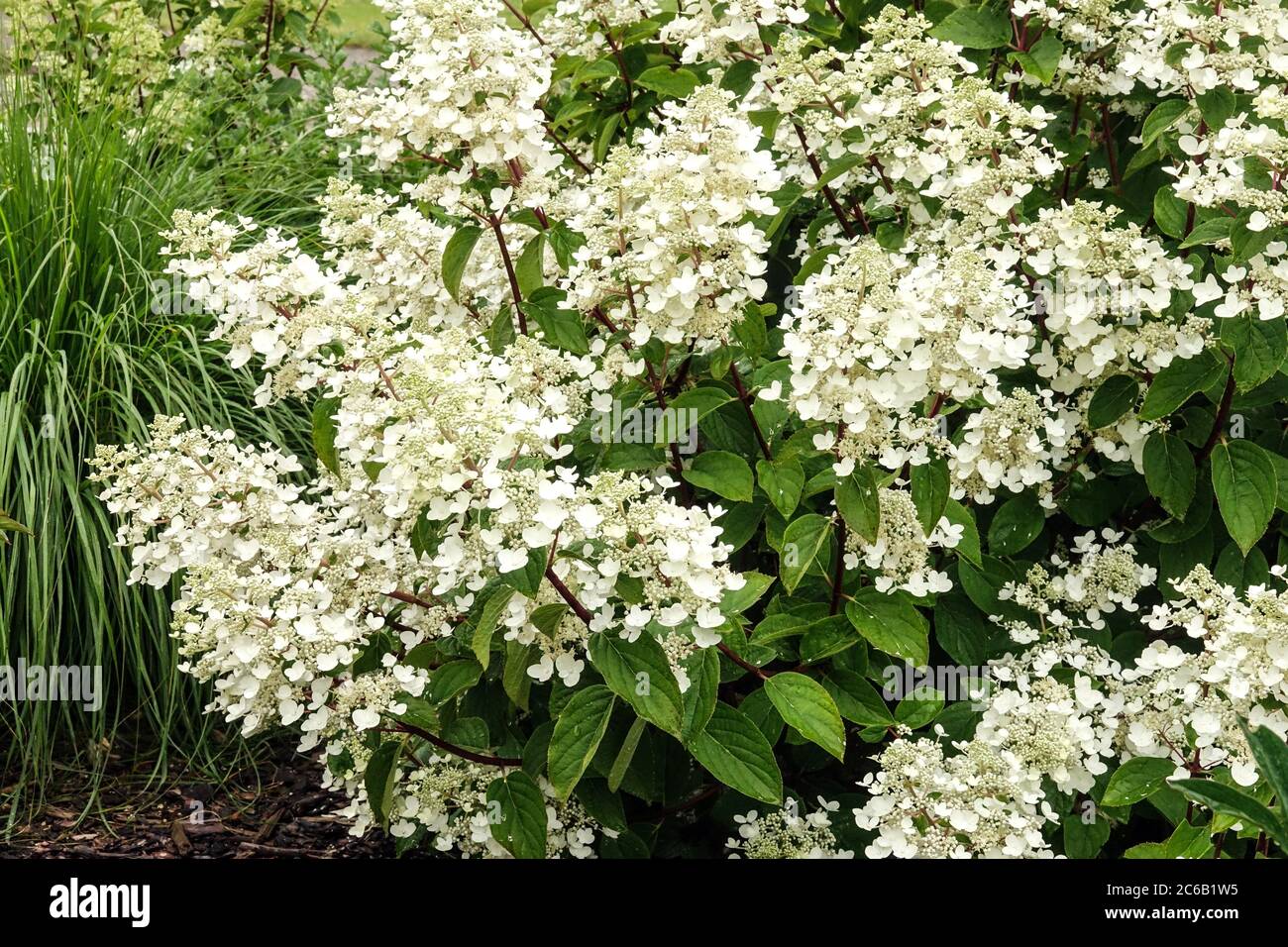 Hortensia paniculata Weiße Blumen Hortensien Stockfoto