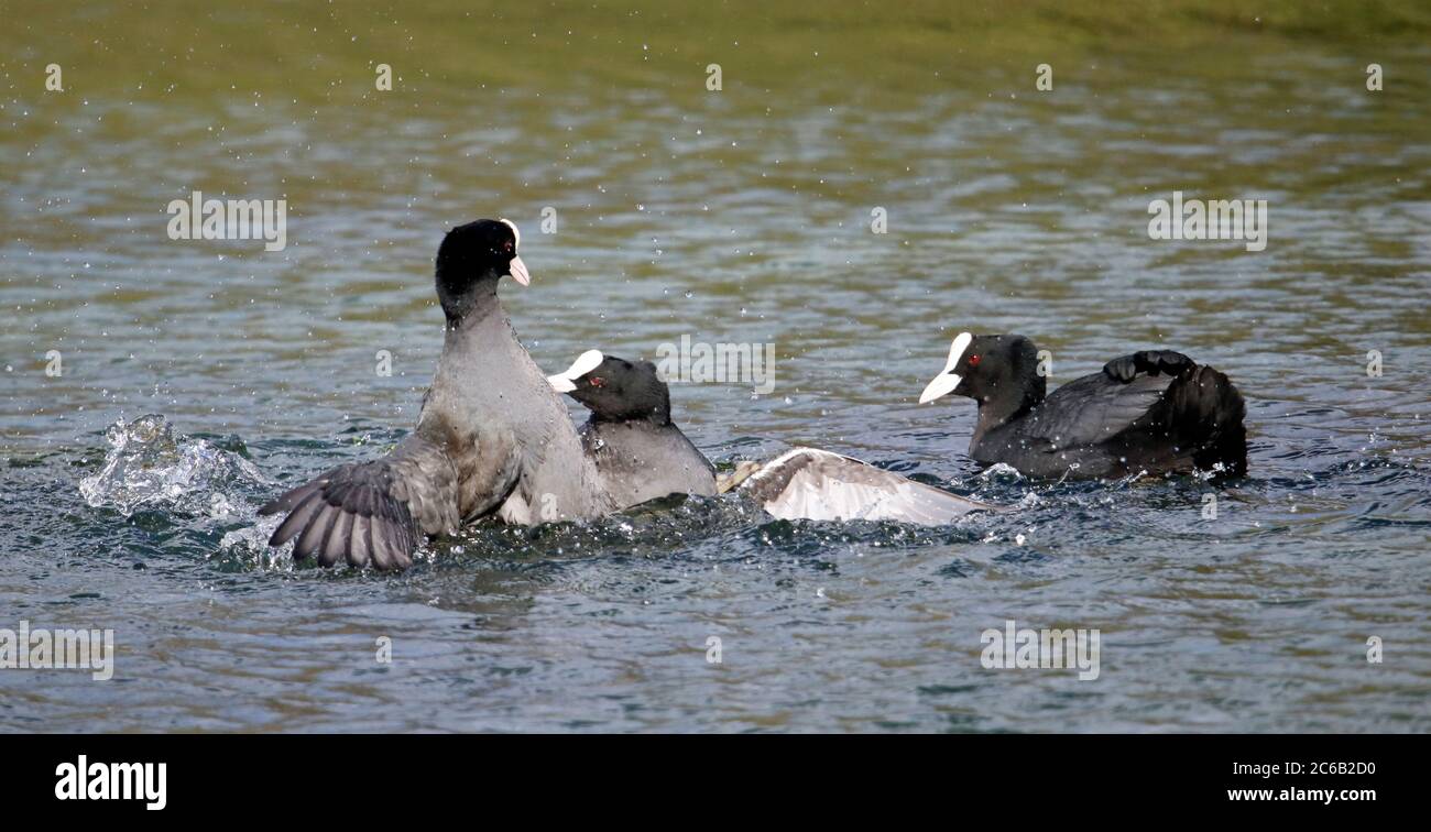 Männliche Blässhühner kämpfen um Brutgebiet Stockfoto