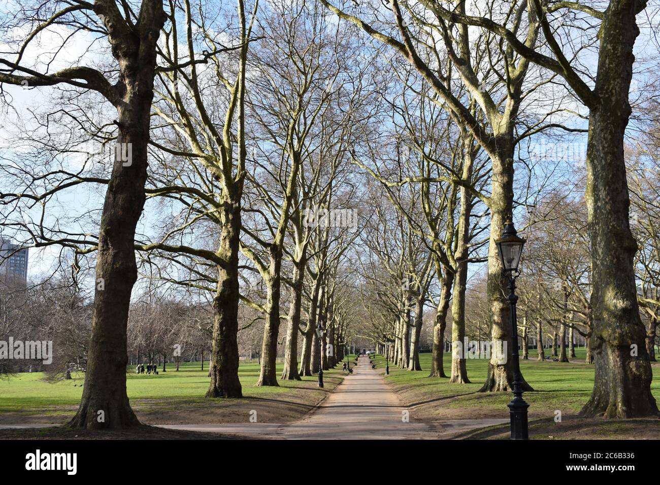 Ein Baum gesäumter Weg im Winter. Eine altmodische Straßenlaterne und blätterlose Bäume säumen den Gehweg im Green Park, London Royal Parks of London. Stockfoto