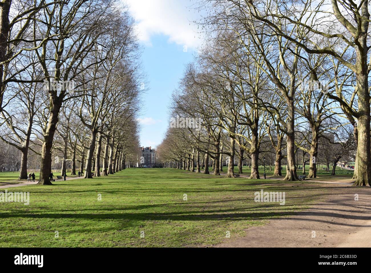 Laublose Bäume in einer Linie in Green Park, London Royal Parks of London. Ein paar Leute schlendern den Weg entlang. Stockfoto