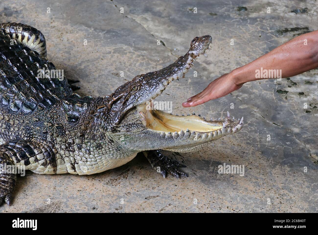 Krokodilshow auf der Krokodilfarm Samut prakan, in der Nähe der Stadt Samut Prakan. Thailand Stockfoto