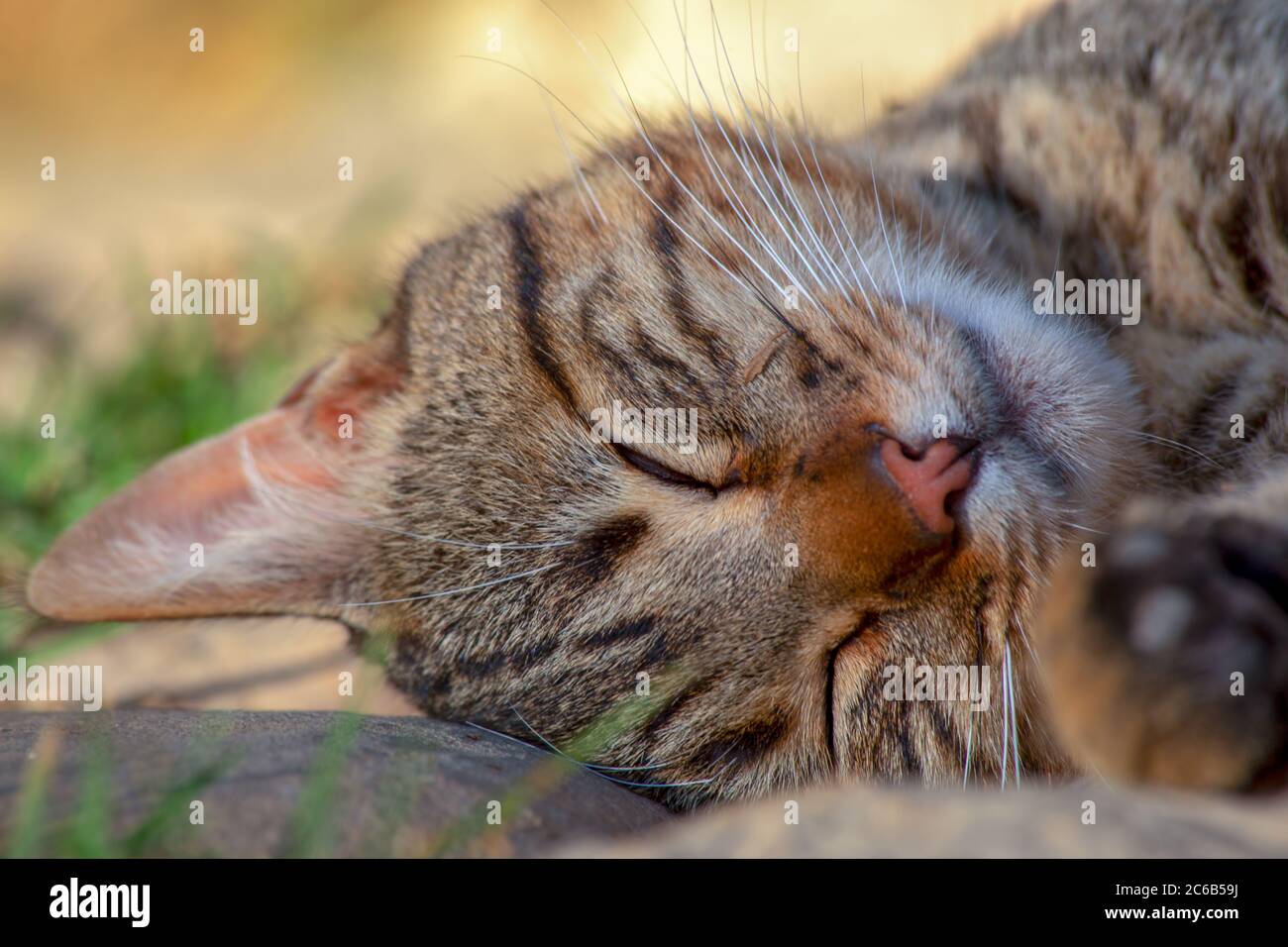 Nahaufnahme von schlafenden Hauskatzen Stockfoto