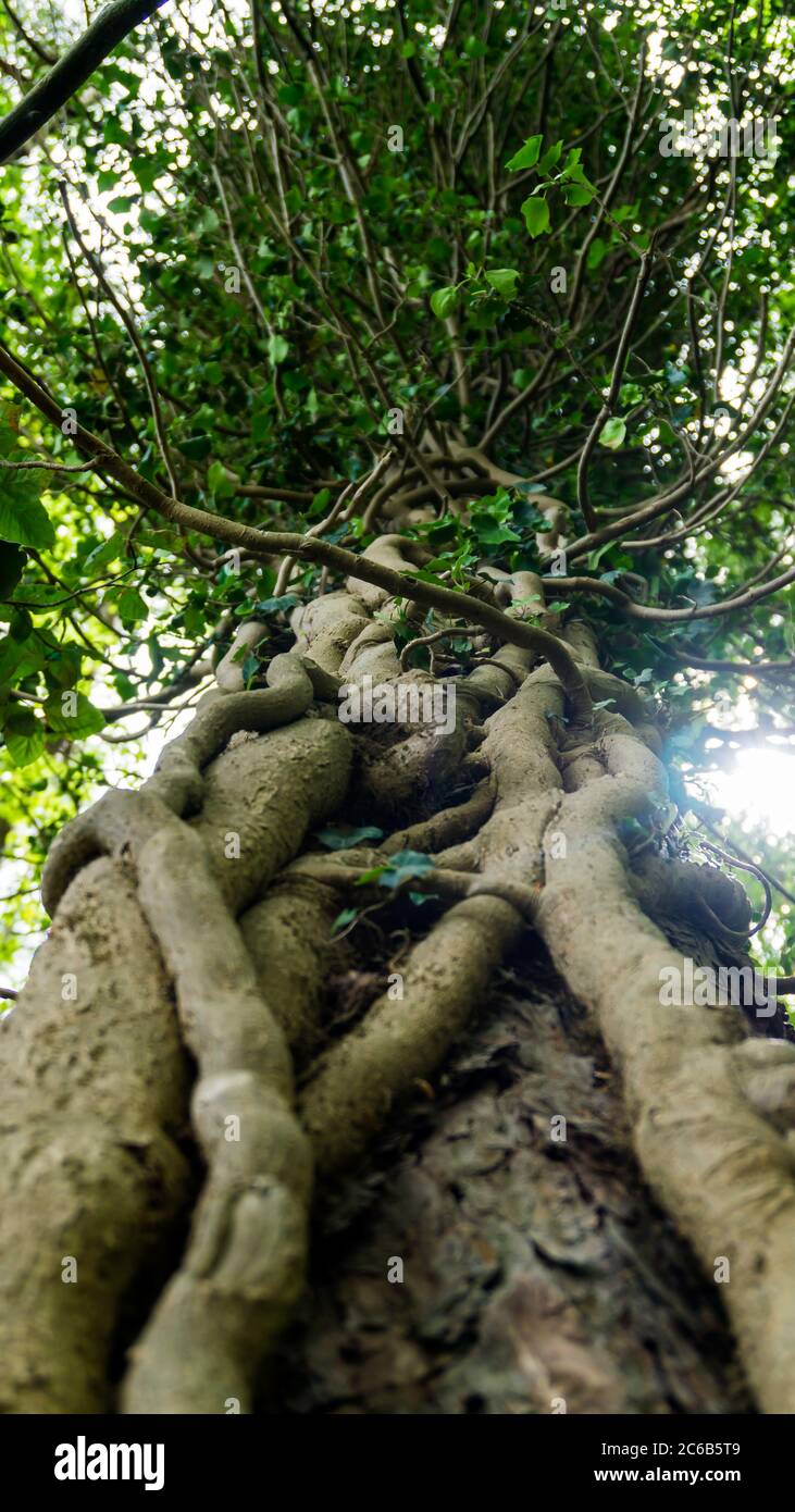 Kletterpflanze auf einem Baum im Wald Stockfoto