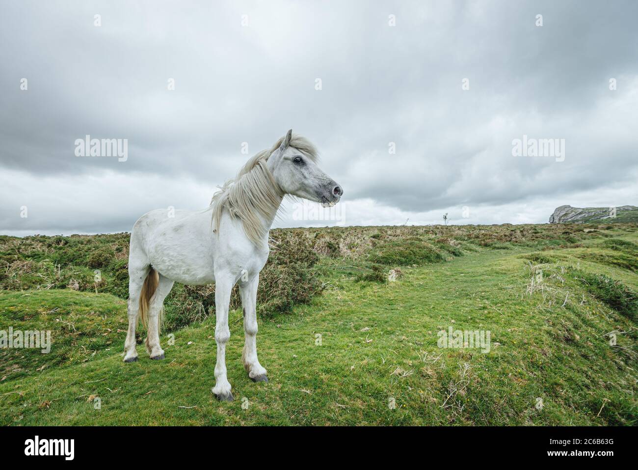 Dartmoor Ponys sind semi-ferale, frei-Roaming, native-Breed Ponys gefunden auf Dartmoor, Devon, England, Großbritannien, Stockfoto