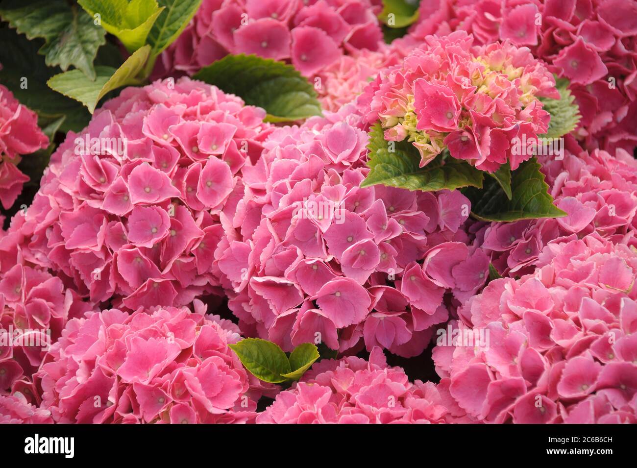 Ball-Hortensie Hortensia, Hortensie, Hortensia macrophylla Schoene Bautznerin Stockfoto