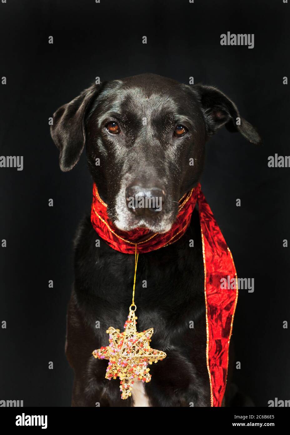 Portrait des großen schwarzen Hundes zu Weihnachten Stockfoto