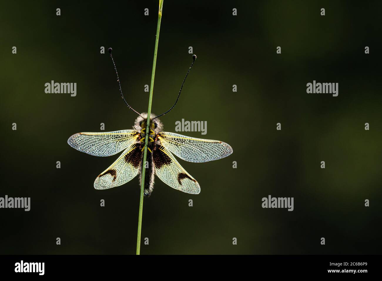 Eine hinterleuchtete Eulenfliege (Libelloides longicornis) Stockfoto