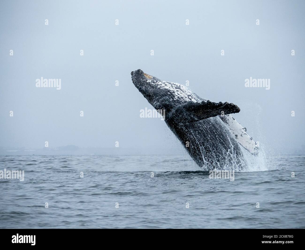 Buckelwale (Megaptera novaeangliae), die Verletzung in Monterey Bay National Marine Sanctuary, Kalifornien, Vereinigte Staaten von Amerika, Nordamerika Stockfoto