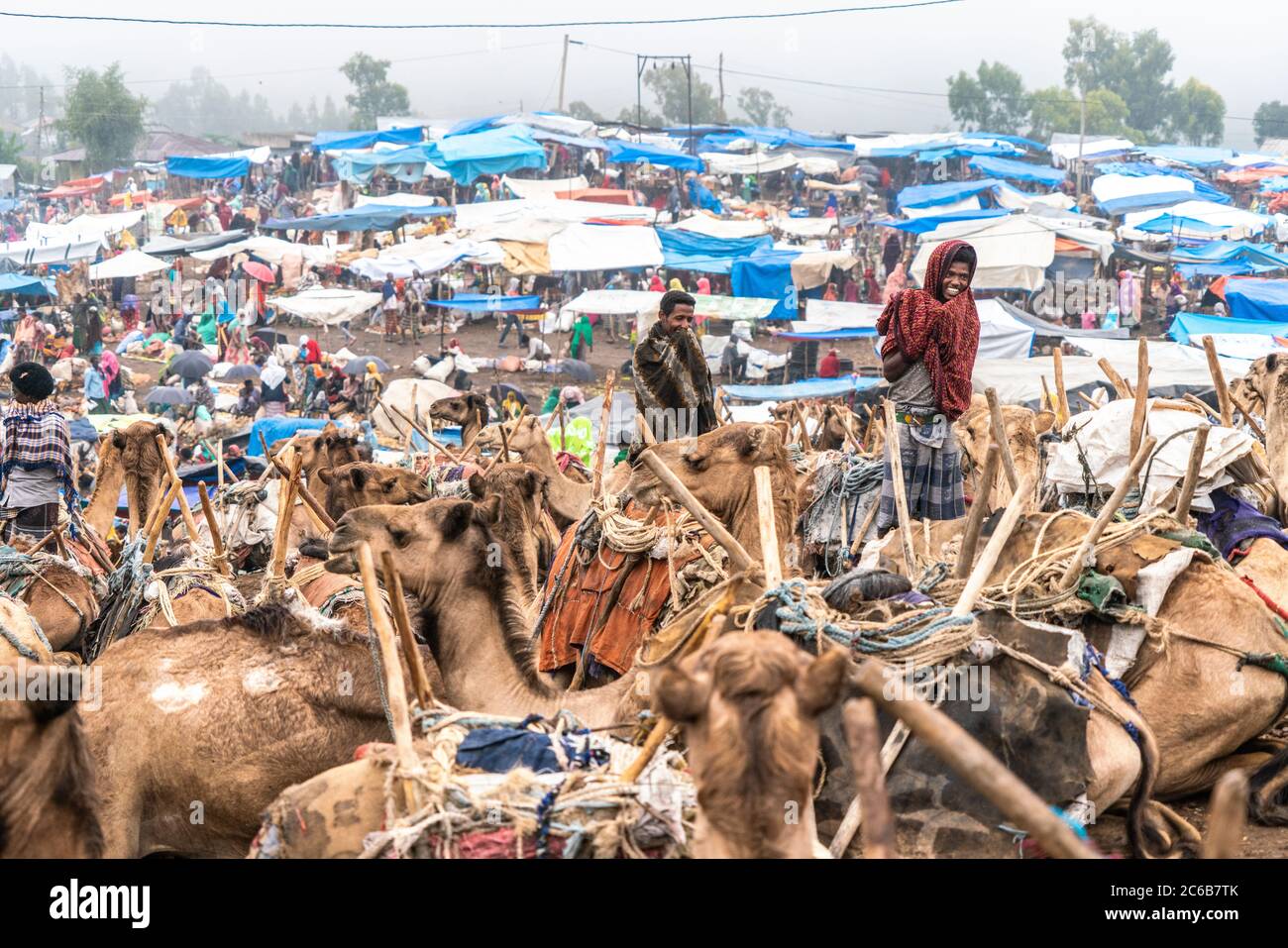 Kamele auf dem Viehmarkt von Bati, Amhara Region, Oromia, Äthiopien, Afrika Stockfoto