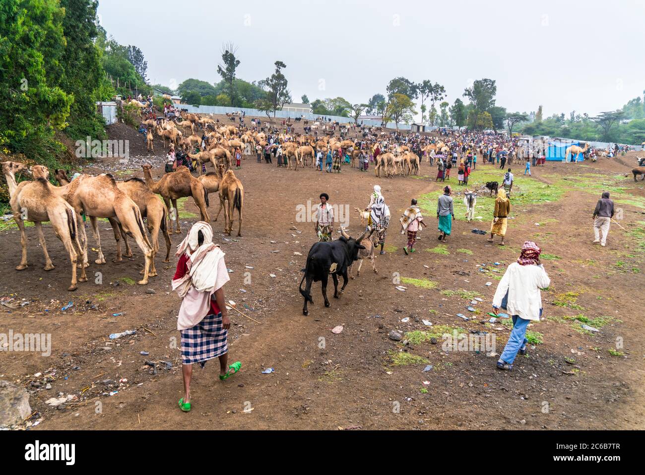 Vieh zum Verkauf auf dem Markt von Bati, Amhara Region, Oromia, Äthiopien, Afrika Stockfoto