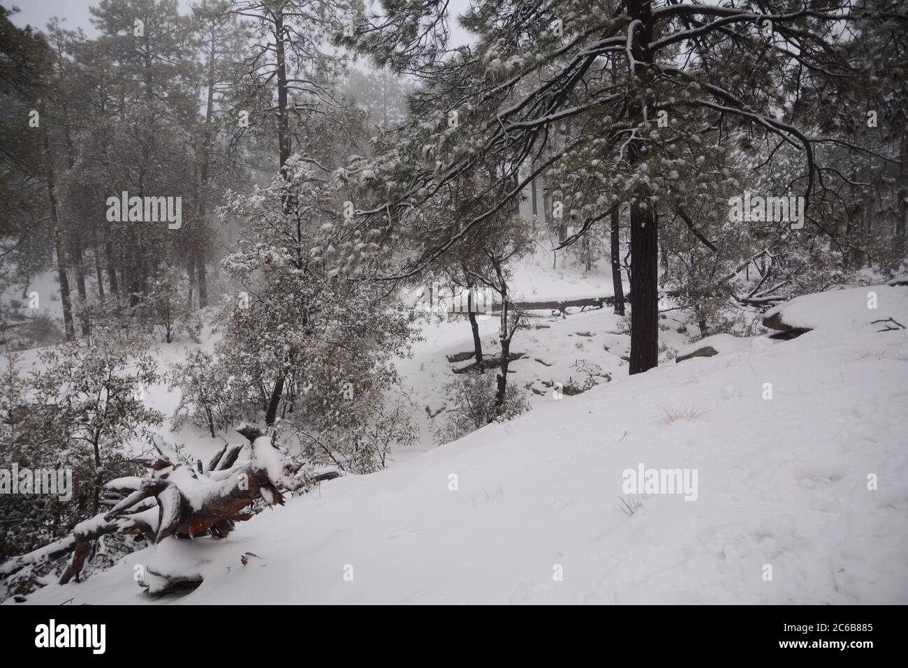 Mount Lemmon in Tucson Gegend voller Schnee Stockfoto