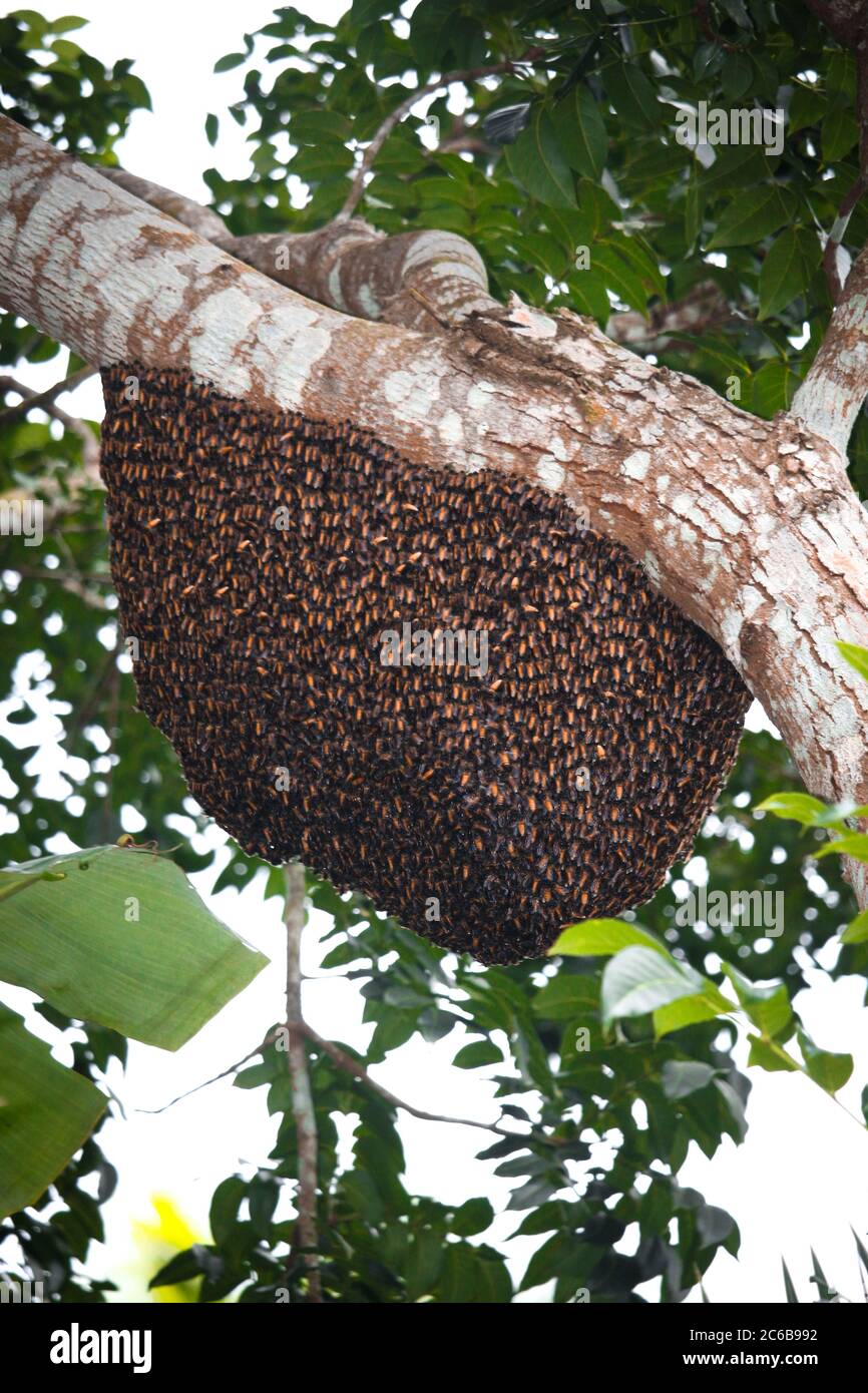 Ein schönes Bienennisten auf einem Baumzweig Stockfoto