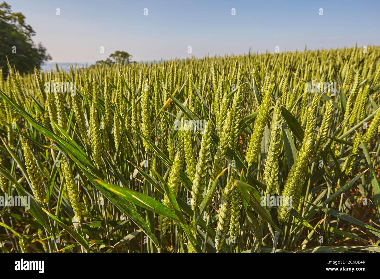 Englische Ackerland im Sommer, ein Feld von Weizen, in der Nähe von Crediton, in Devon, England, Großbritannien, Europa Stockfoto