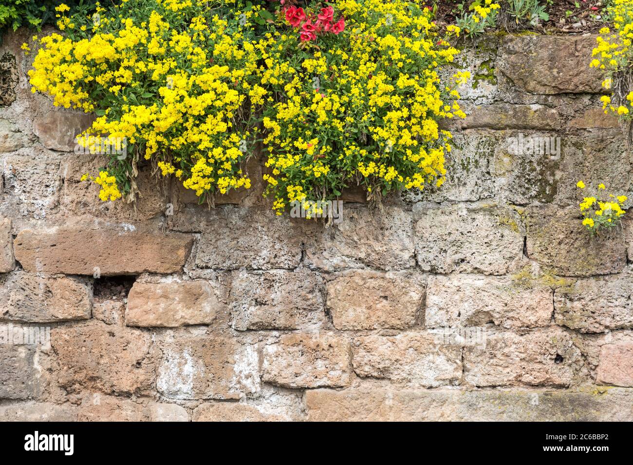 Hintergrund historische Steinmauer mit Blumen Stockfoto