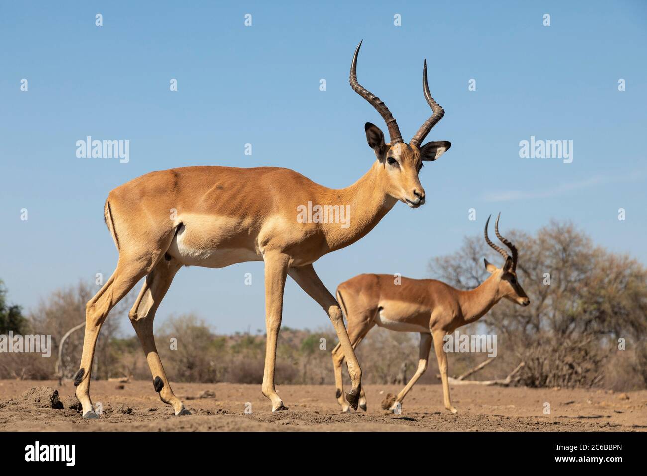 Impala (Aepyceros Melampus), Mashatu Game Reserve, Botswana, Afrika Stockfoto