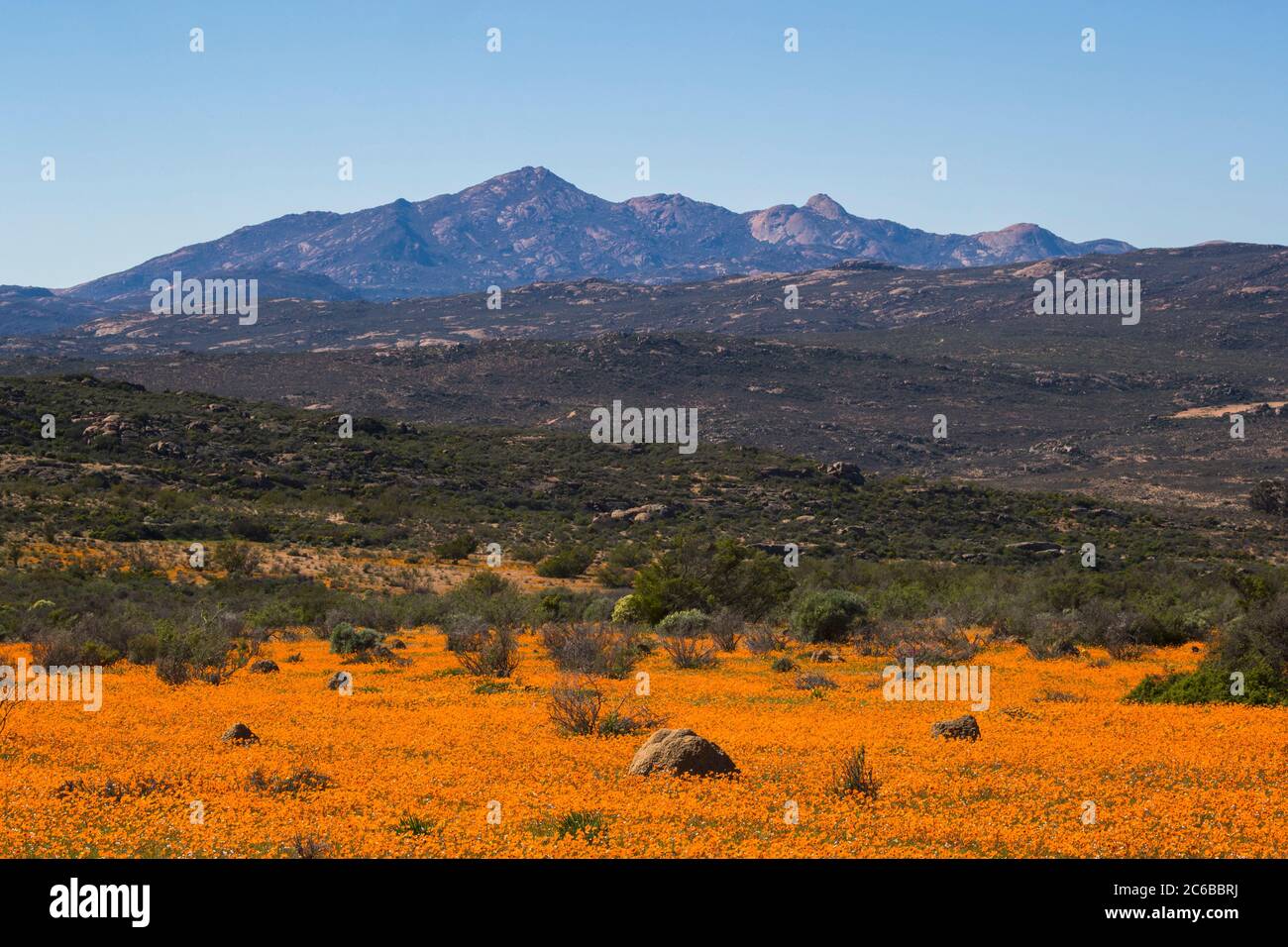 Teppich aus orangefarbenen glänzenden Fallschirmspringdaisien (Ursinia cakilefolia), Skilpad, Namaqua National Park, Südafrika, Afrika Stockfoto