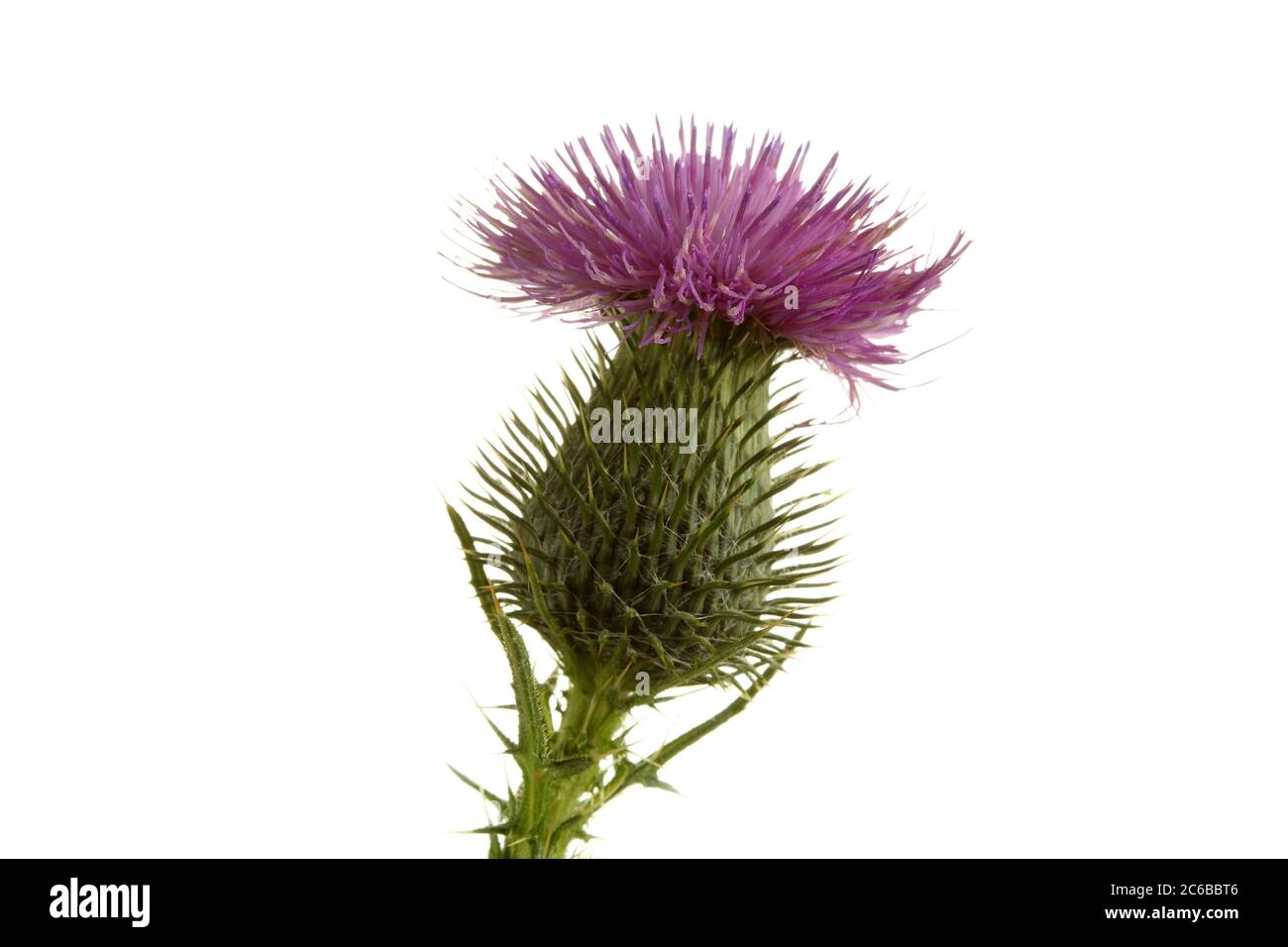 Einzelner Distelblumenkopf - Cirsium lanceoatum - vor weißem Hintergrund Stockfoto