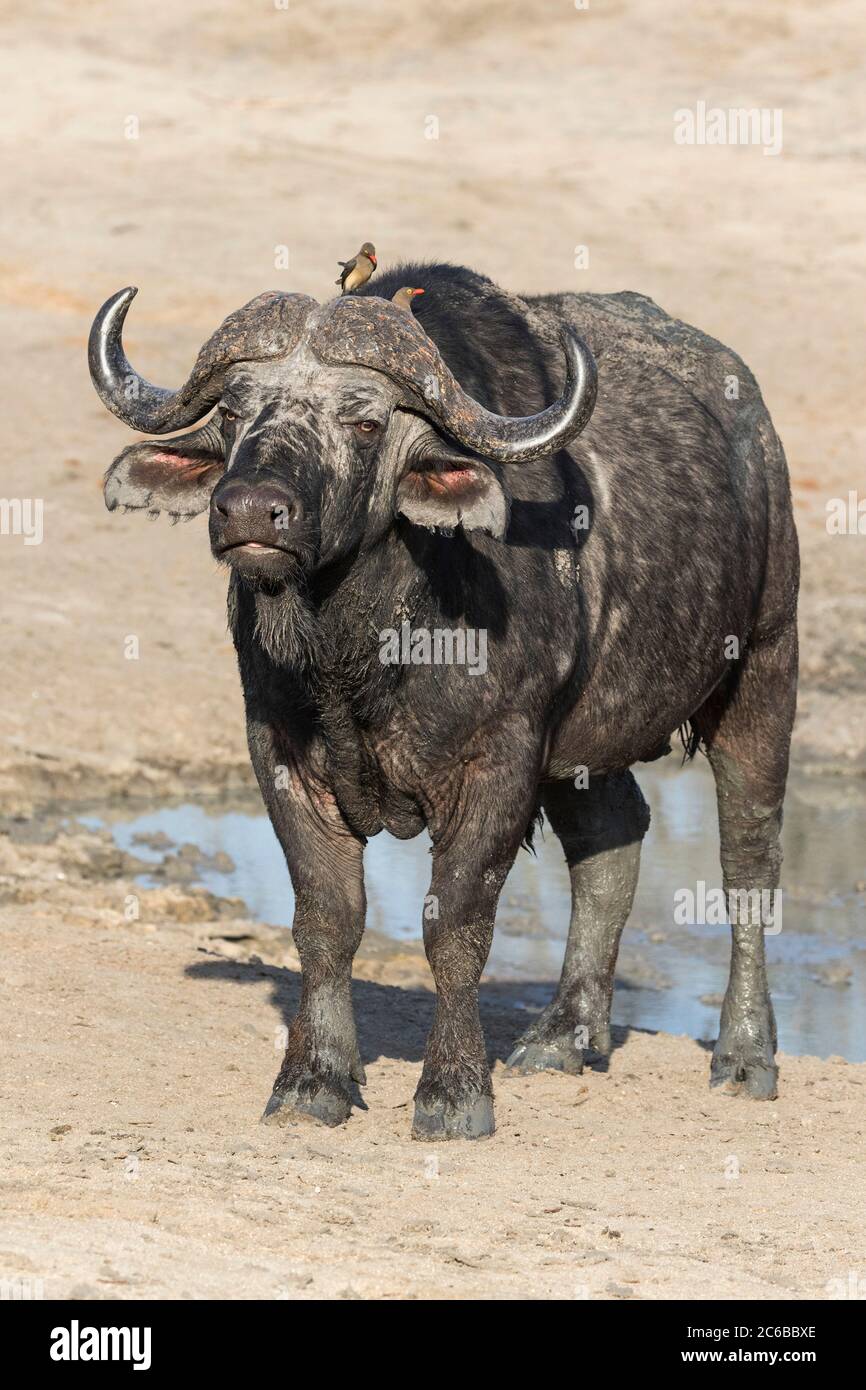 Cape Buffalo (Syncerus cafer), Elephant Plains, Sabi Sand Game Reserve, Südafrika, Afrika Stockfoto