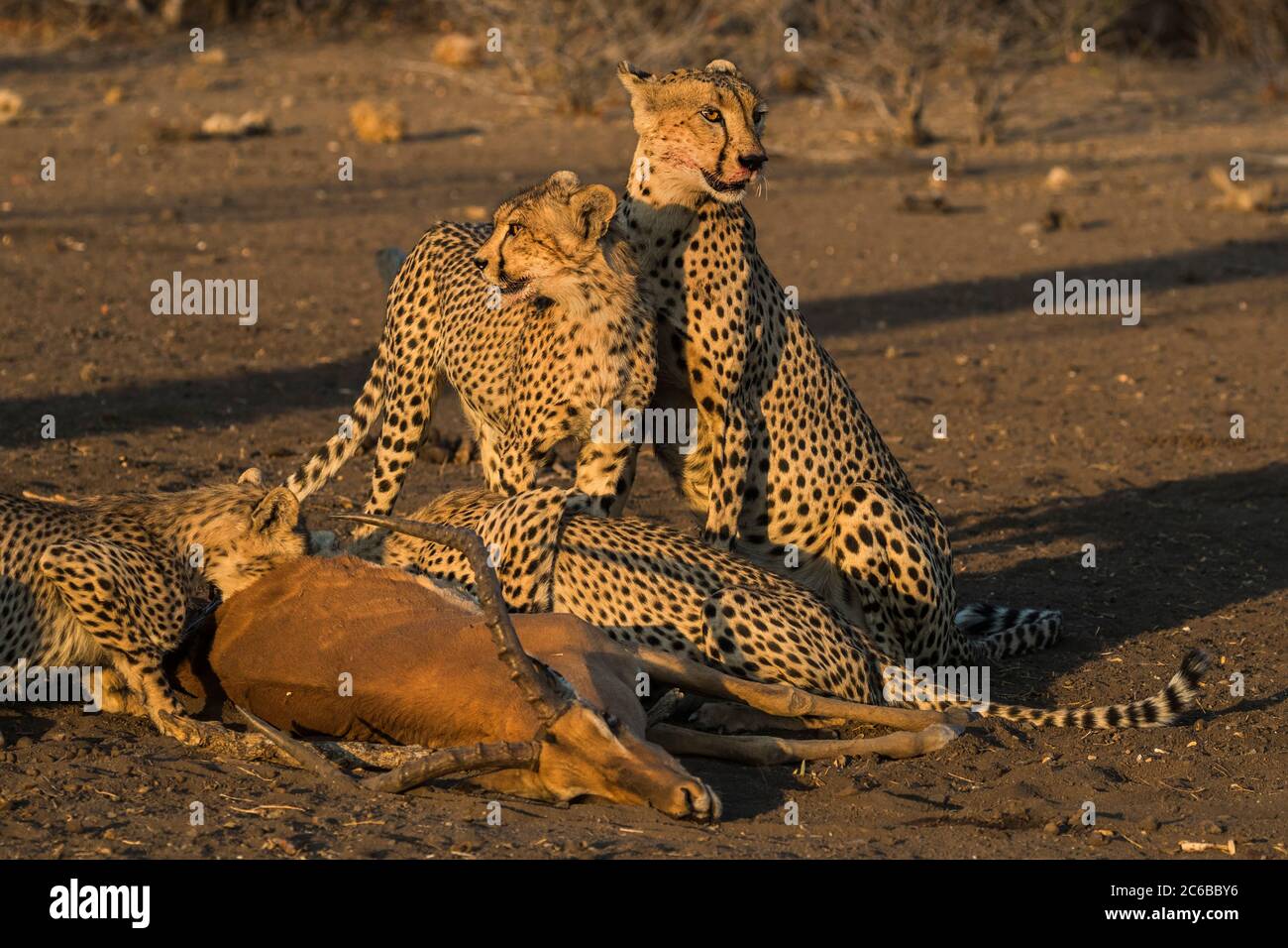 Geparden (Acinonyx jubatus) mit Impala-Kill, Northern Tuli Game Reserve, Botswana, Afrika Stockfoto