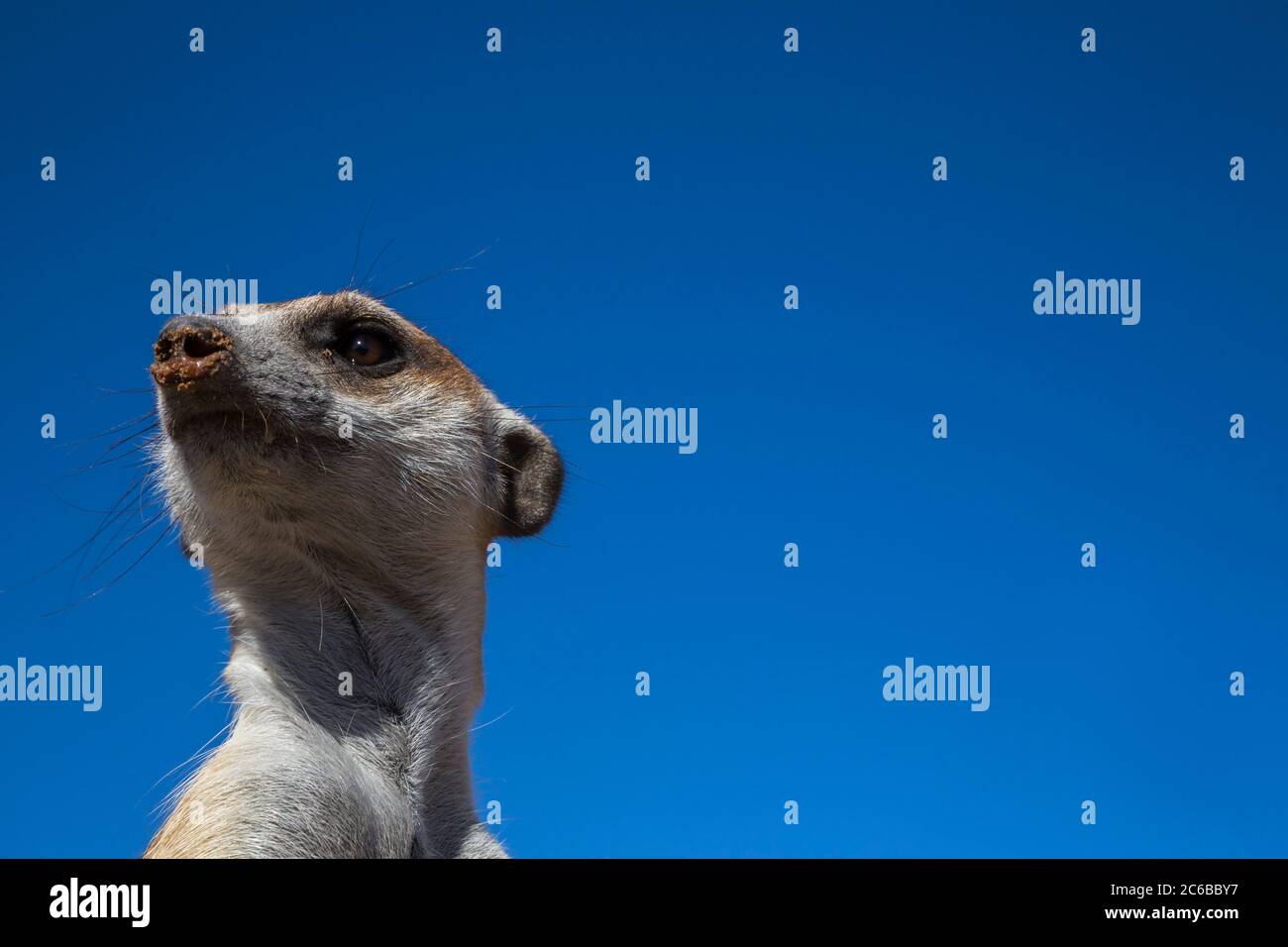 Erdmännchen (Suricata Suricatta), Kgalagadi Transfrontier Park, Northern Cape, Südafrika, Afrika Stockfoto