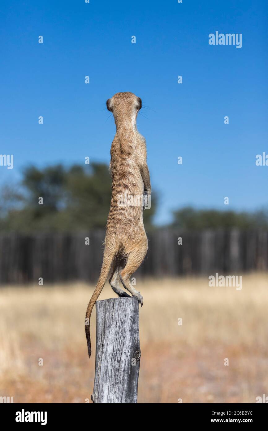 Meerkat (Suricata suricatta) Wachposten, Kgalagadi Transfrontier Park, Nordkap, Südafrika, Afrika Stockfoto