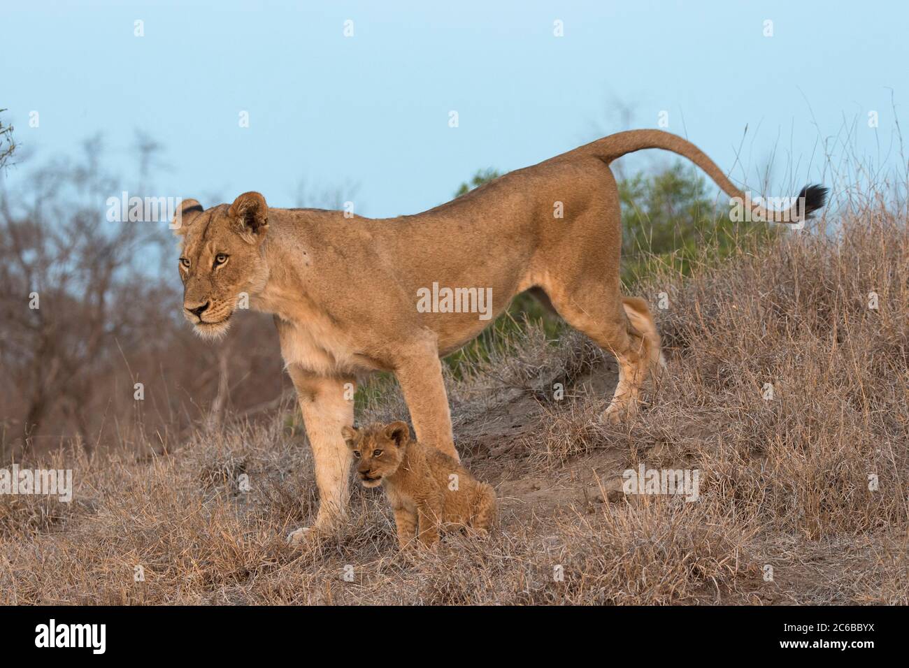 Löwin (Panthera leo) mit Jungen, Elephant Plains, Sabi Sand Game Reserve, Südafrika, Afrika Stockfoto