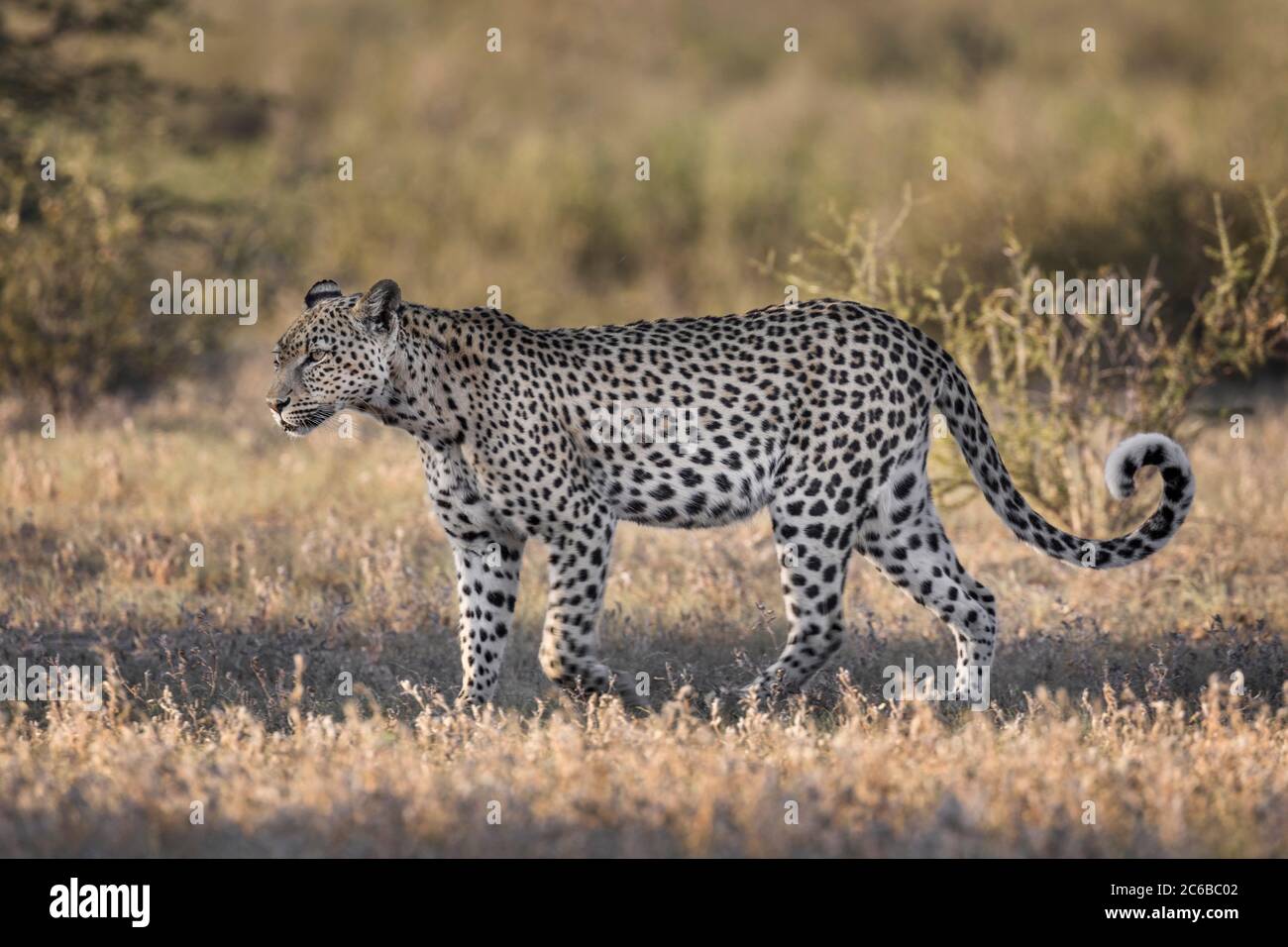 Leopard (Panthera pardus) Weiblich, Kgalagadi Transfrontier Park, Südafrika, Afrika Stockfoto