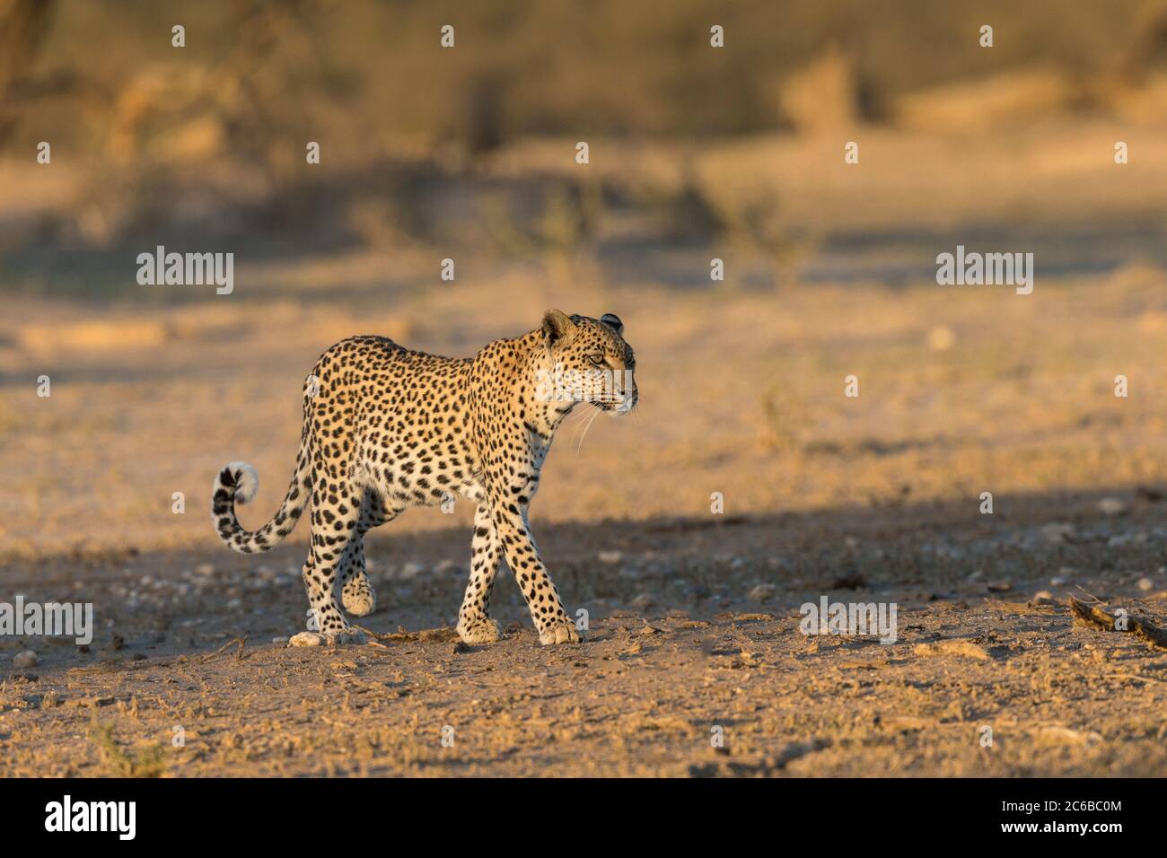 Leopard (Panthera pardus) Weiblich, Kgalagadi Transfrontier Park, Südafrika, Afrika Stockfoto