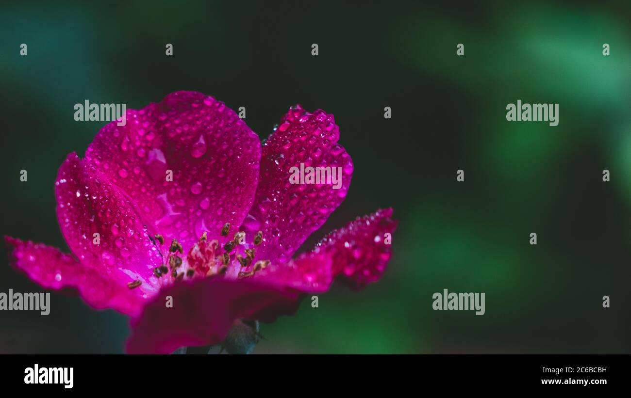 Pause: Atem: Entspannen Sie sich und riechen Sie einfach die Rose. Es ist jemand am liebsten. Stockfoto