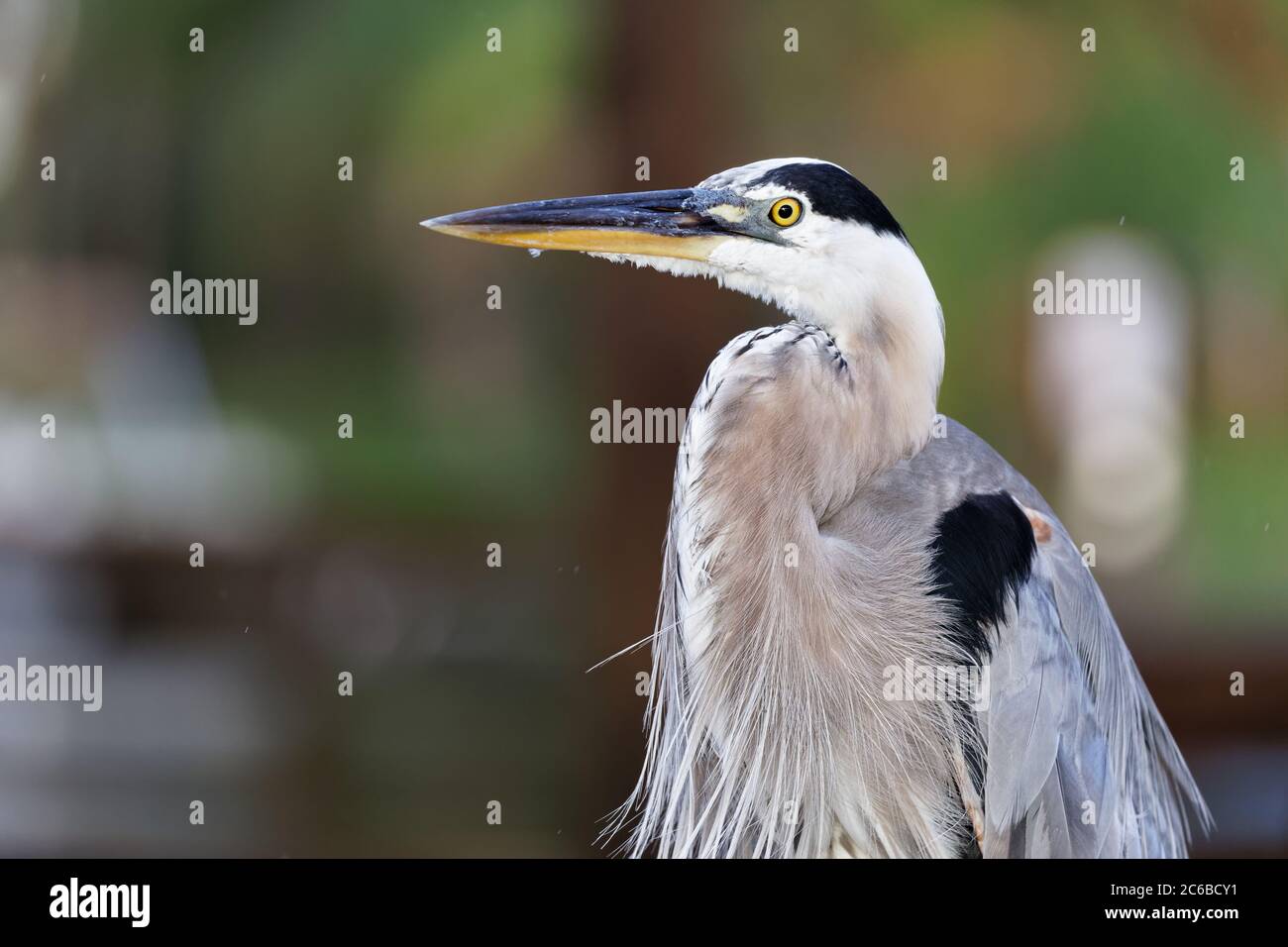 Mittelgeschossene Tierporträts eines stattlichen und eleganten Blaureihers (Ardea herodias), aufgenommen während der goldenen Stunde an einem warmen Sommerabend in Florida. Stockfoto