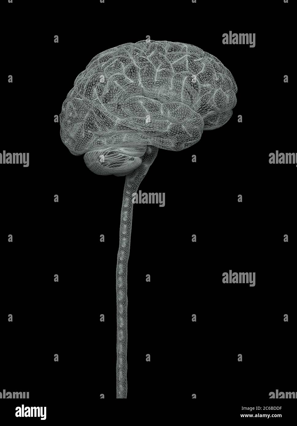 Zentrales Nervensystem. Gehirn und Rückenmark mit Clipping-Pfad enthalten. Konzeptionelle 3D-Darstellung des Gehirns. Stockfoto